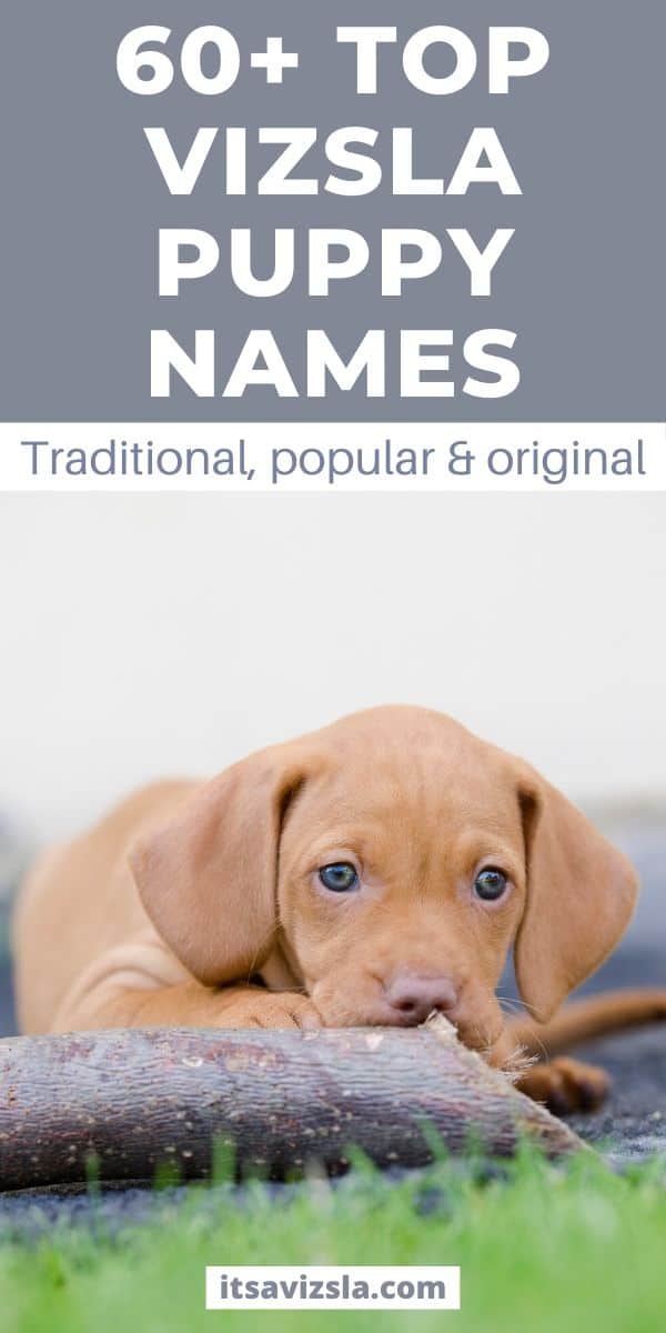 100+ Great Vizsla Dog Names It's A Vizsla