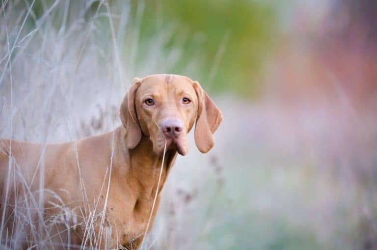 100+ Great Vizsla Dog Names It's A Vizsla