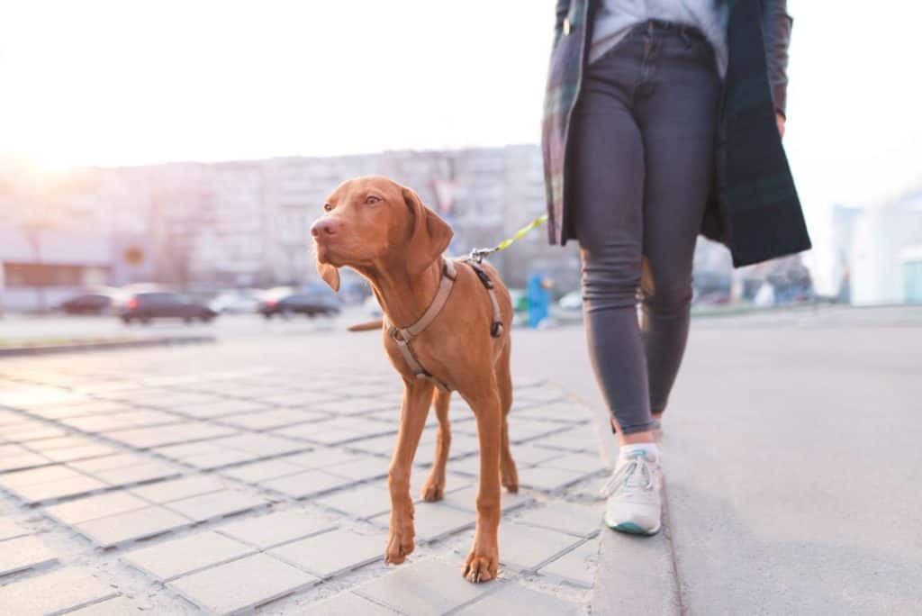 Getting started training vizsla puppies It's A Vizsla