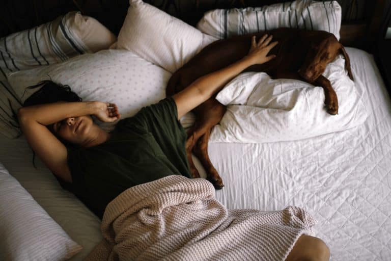 Guide To The Best Dog Bed For Vizsla Dogs [2023 Reviews] It's A Vizsla