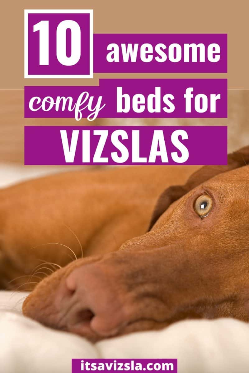 Guide To The Best Dog Bed For Vizsla Dogs [2023 Reviews] It's A Vizsla