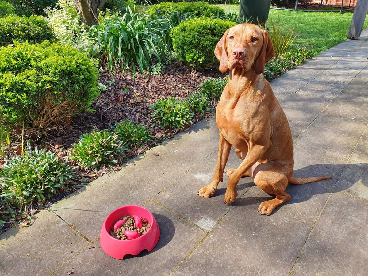 The Best Dog Food For Vizslas 2023 [For Young And Old] It's A Vizsla