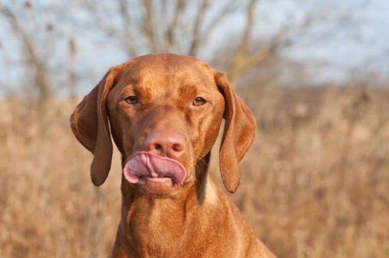 Hungarian Vizsla Colors A Guide To Standard Vizsla Coat Colors It's