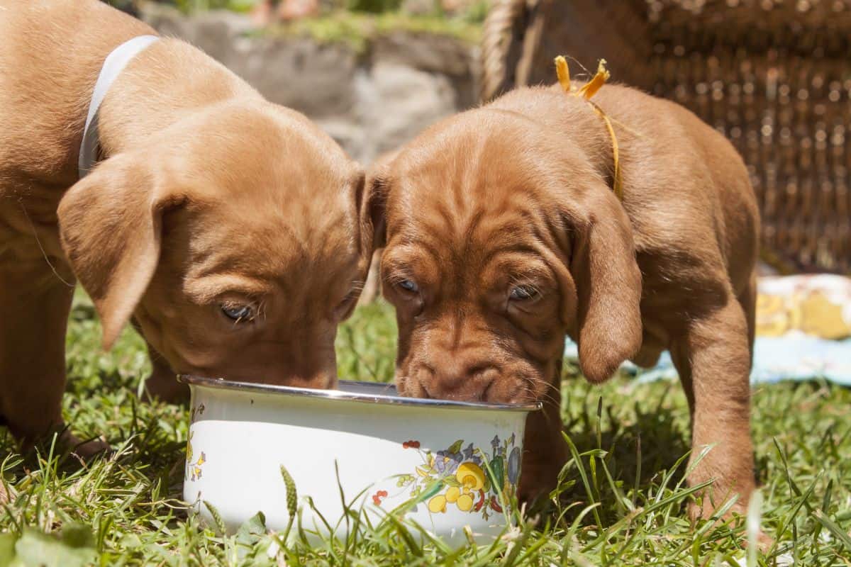 The Best Dog Food For Vizslas 2023 [For Young And Old] It's A Vizsla