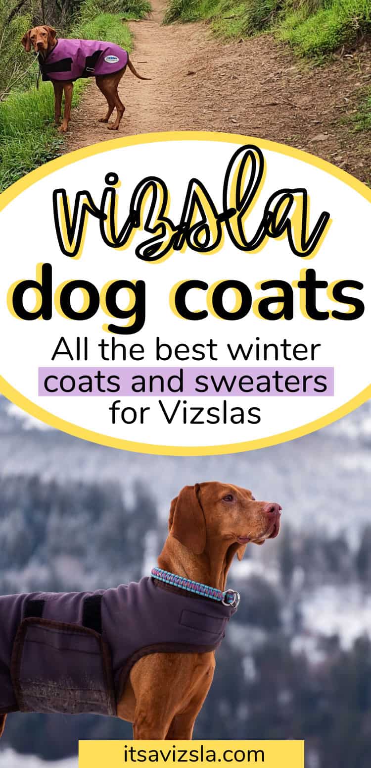 The Best Dog Coat For Vizsla Dogs [2023 Guide And Reviews] It's A Vizsla