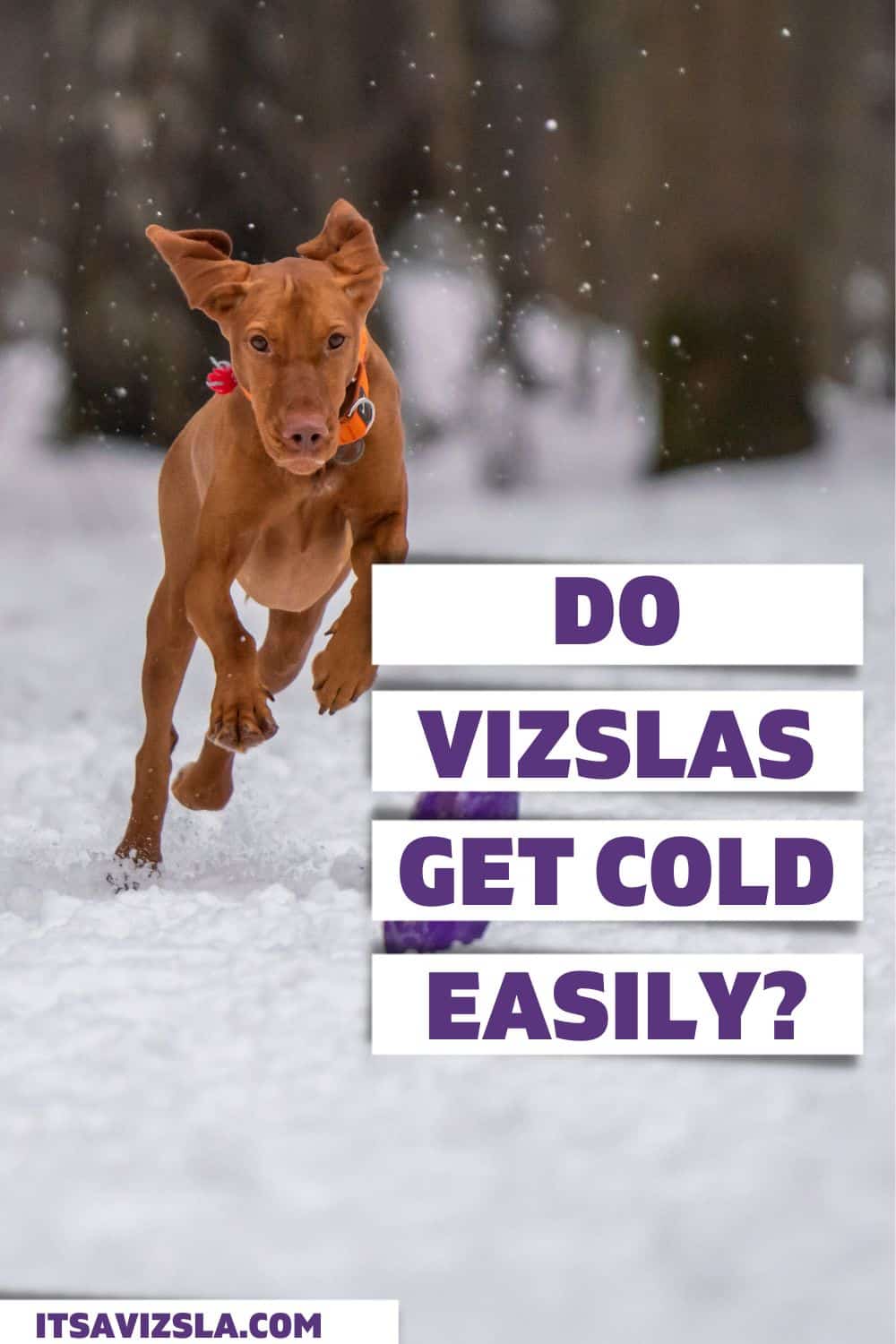 Do Vizslas Get Cold? It's A Vizsla