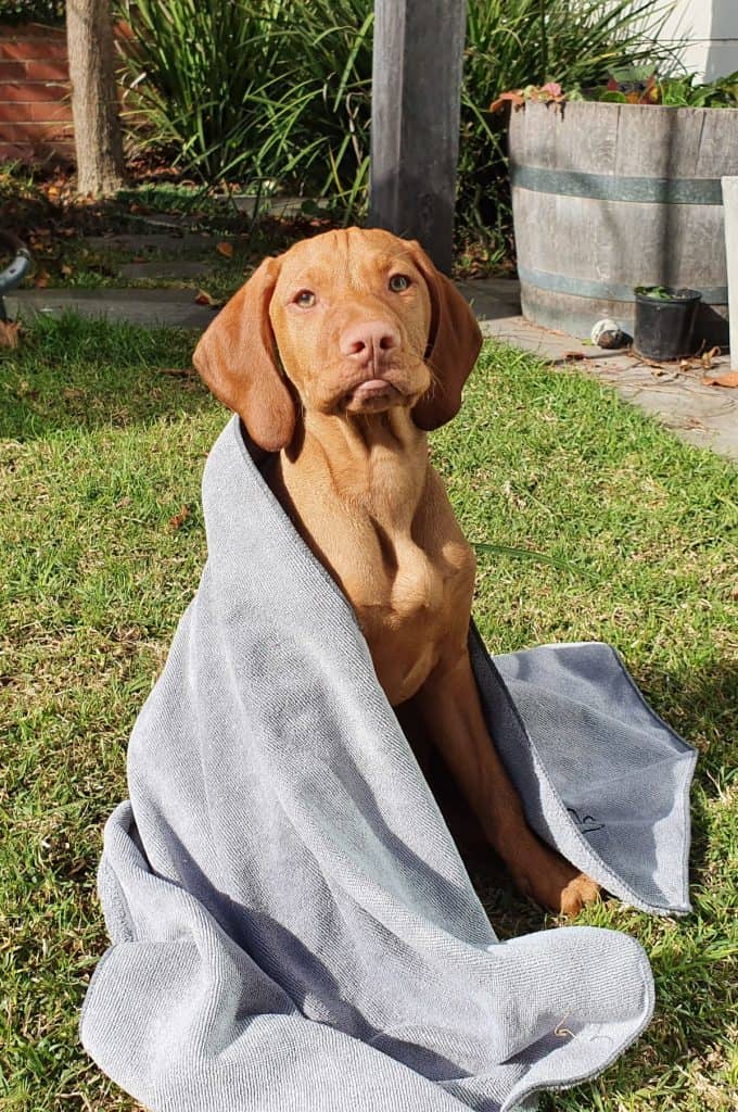 Do Vizslas Get Cold? It's A Vizsla