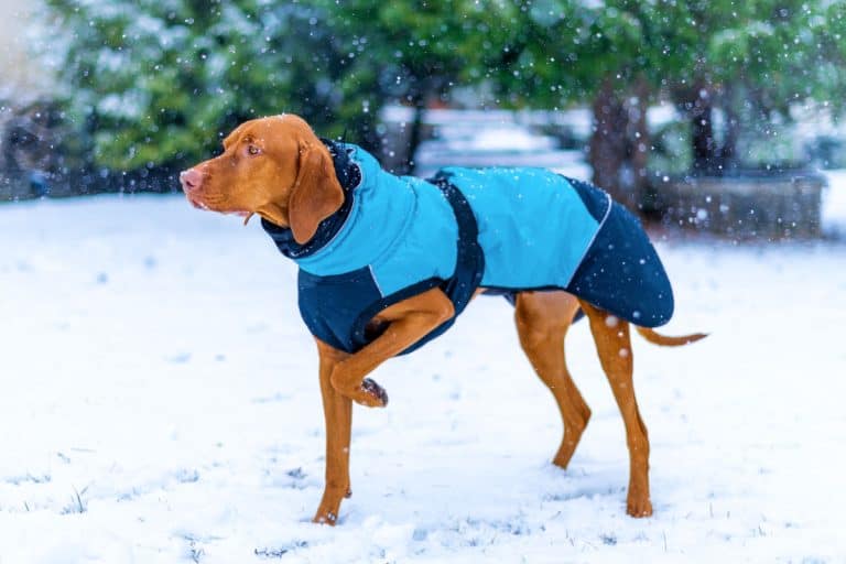 Do Vizslas Get Cold? It's A Vizsla