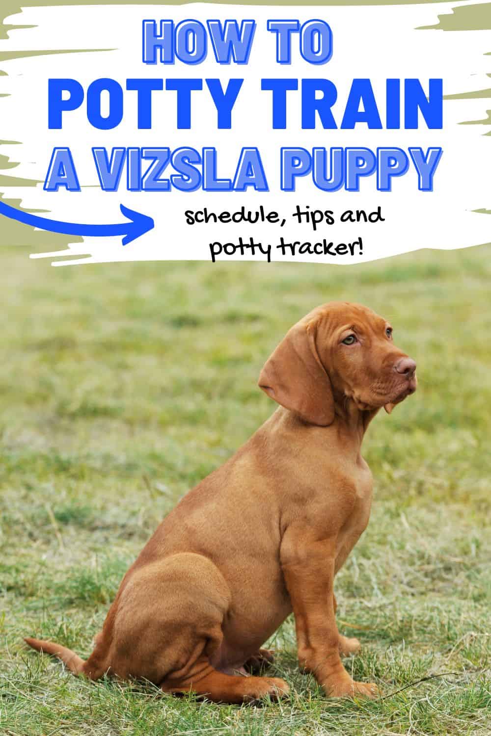 Vizsla Potty Training Guide It's A Vizsla