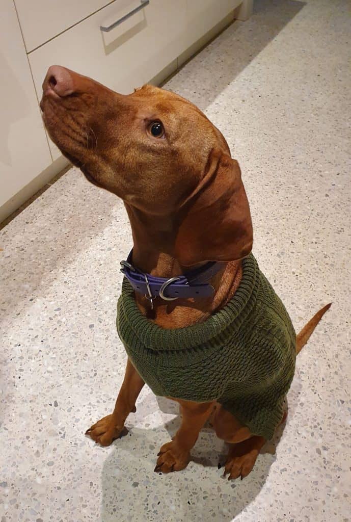 Do Vizslas Get Cold? It's A Vizsla