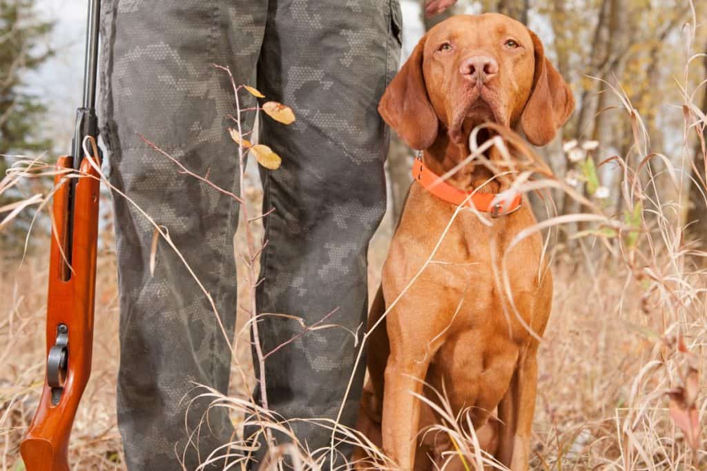 Guide To Finding The Best Vizsla Breeders [And Why It Matters] It's A Vizsla