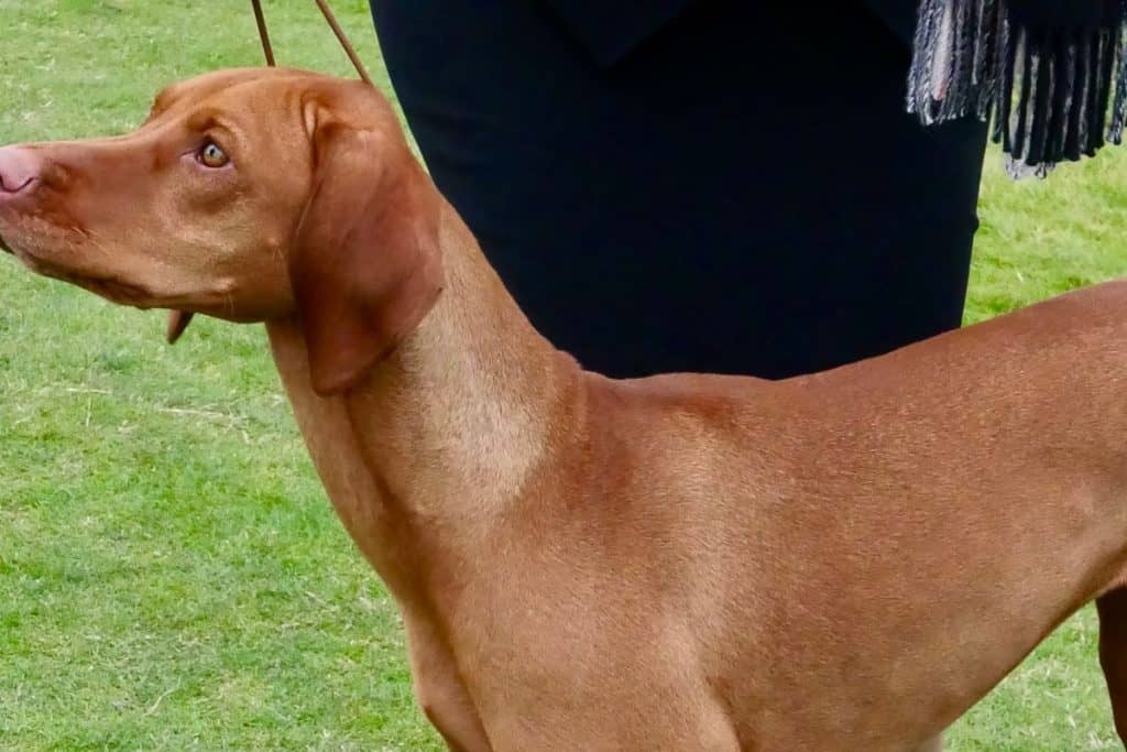Guide To Finding The Best Vizsla Breeders [And Why It Matters] It's A