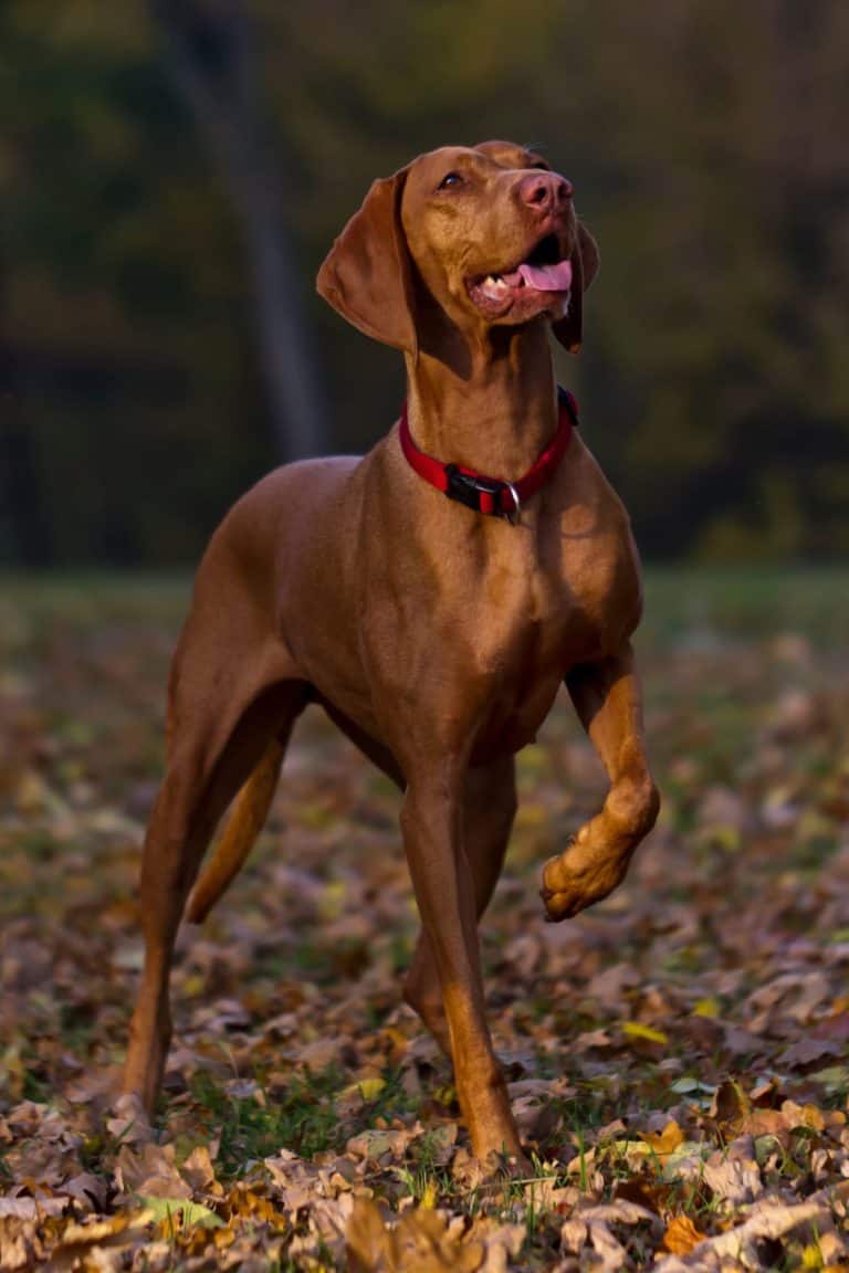 Guide To Finding The Best Vizsla Breeders [And Why It Matters] It's A