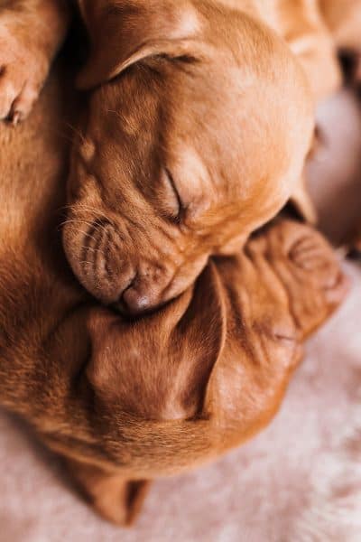 Vizsla Breeders New England Region [2024] | It's A Vizsla