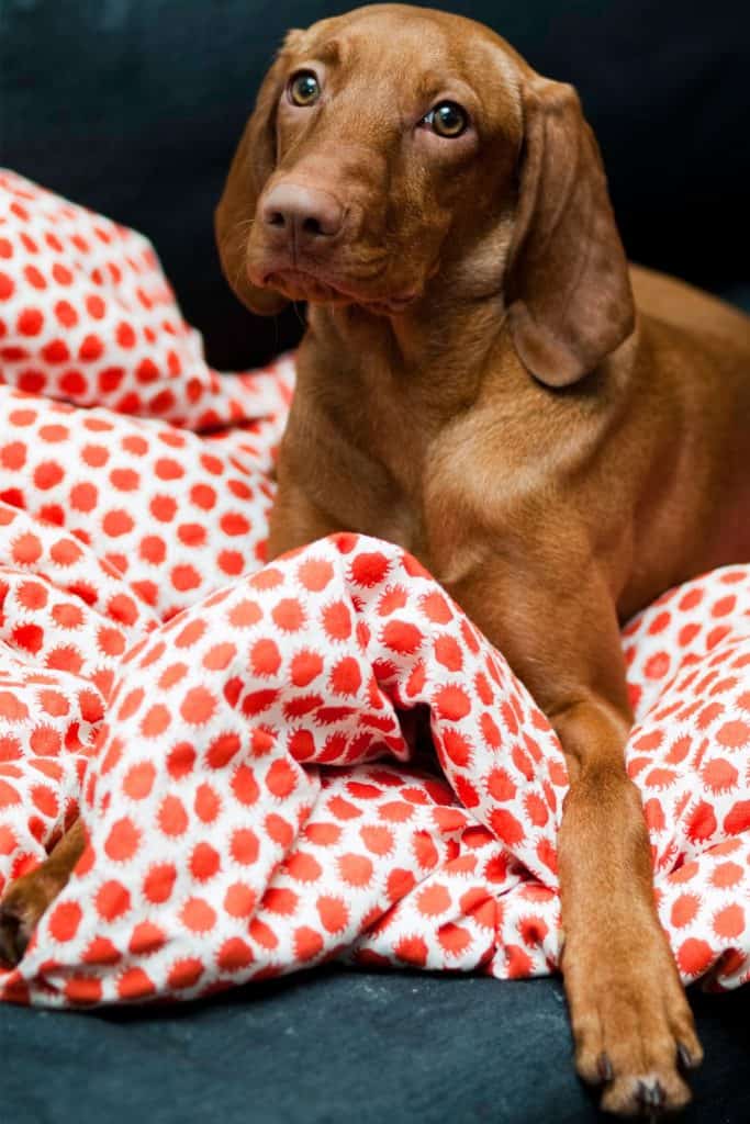 Can Vizslas Be Left Alone? [Home Alone Vizsla Guide] It's A Vizsla