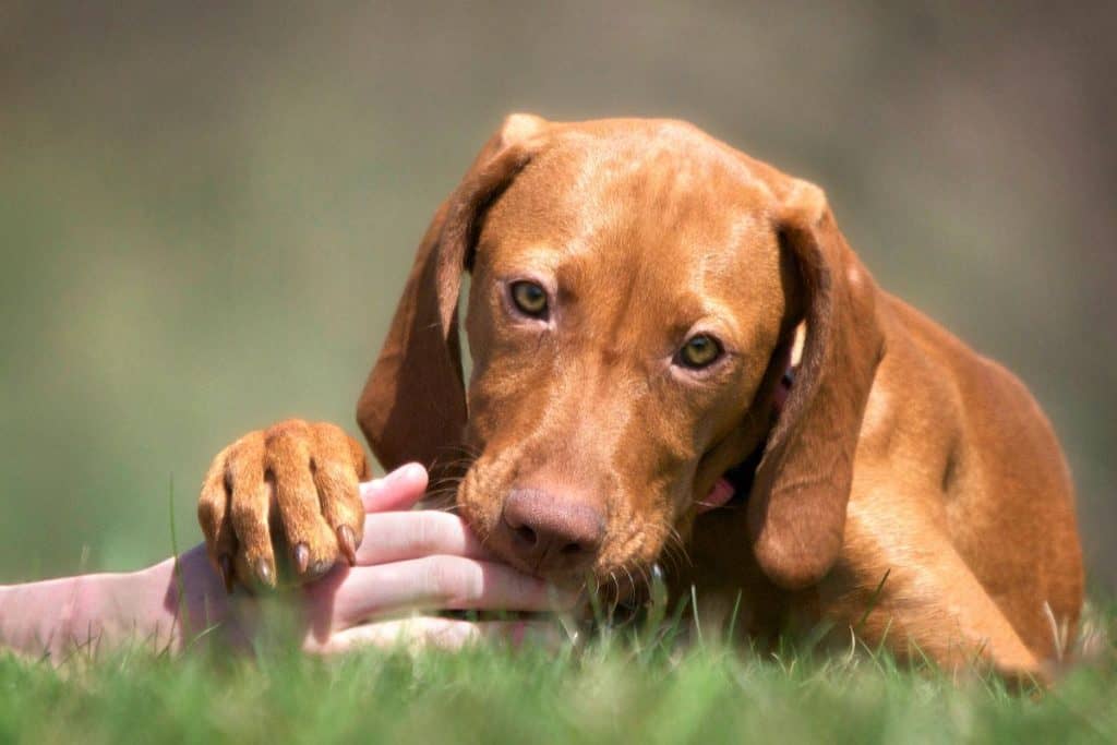 How To Stop Vizsla Puppy Biting It's A Vizsla