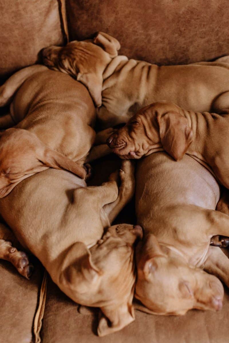 Vizsla Breeders In Illinois [2024] It's A Vizsla