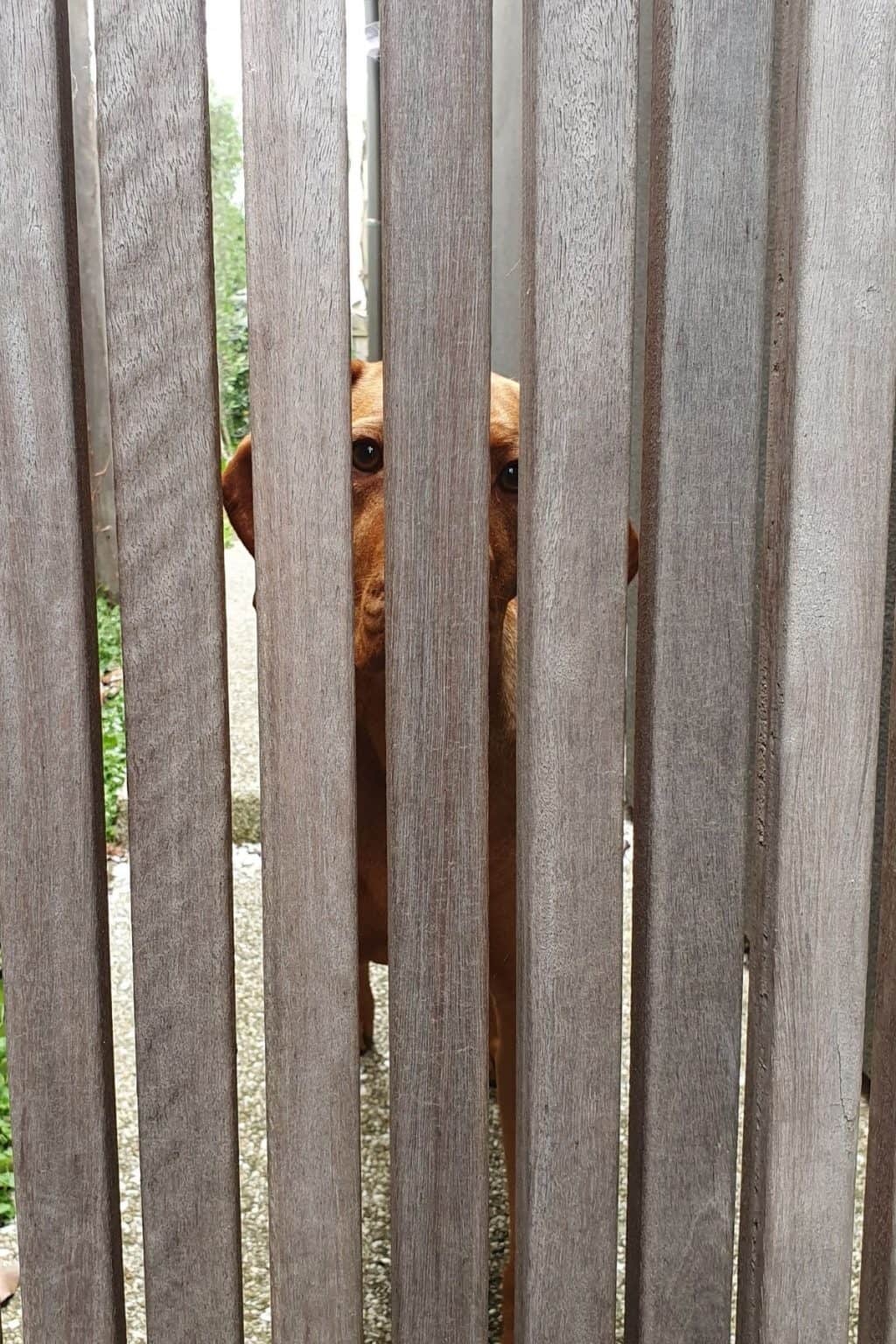 Are Vizslas Good Guard Dogs? It's A Vizsla