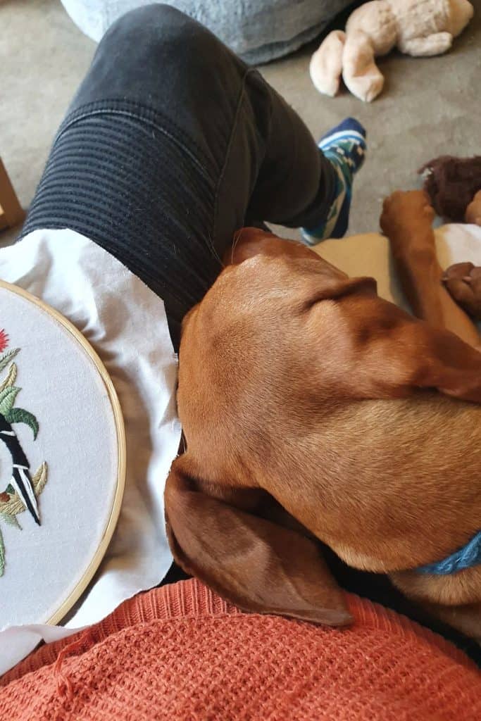 Do Vizslas Like To Cuddle? The Vizsla Cuddle Explained It's A Vizsla