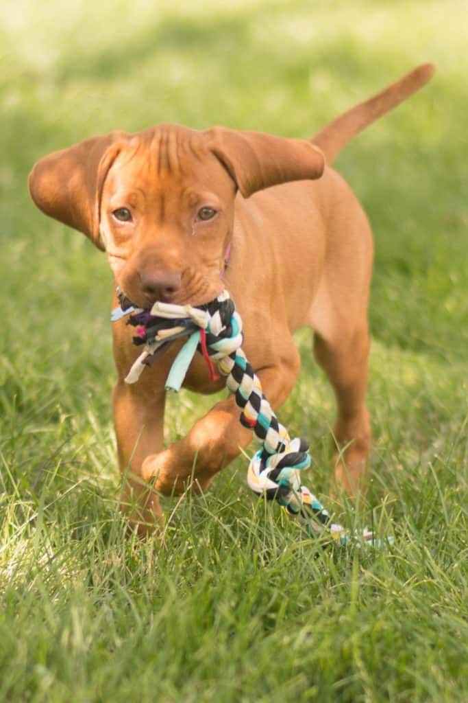 Hungarian Vizsla Exercise Needs [The Facts + Ideas] It's A Vizsla