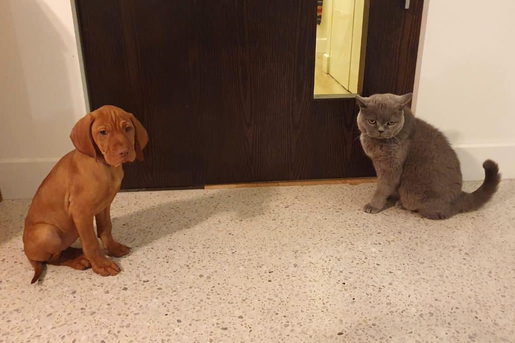 Are Vizslas Good With Cats? Tips For Introducing Vizslas And Cats It