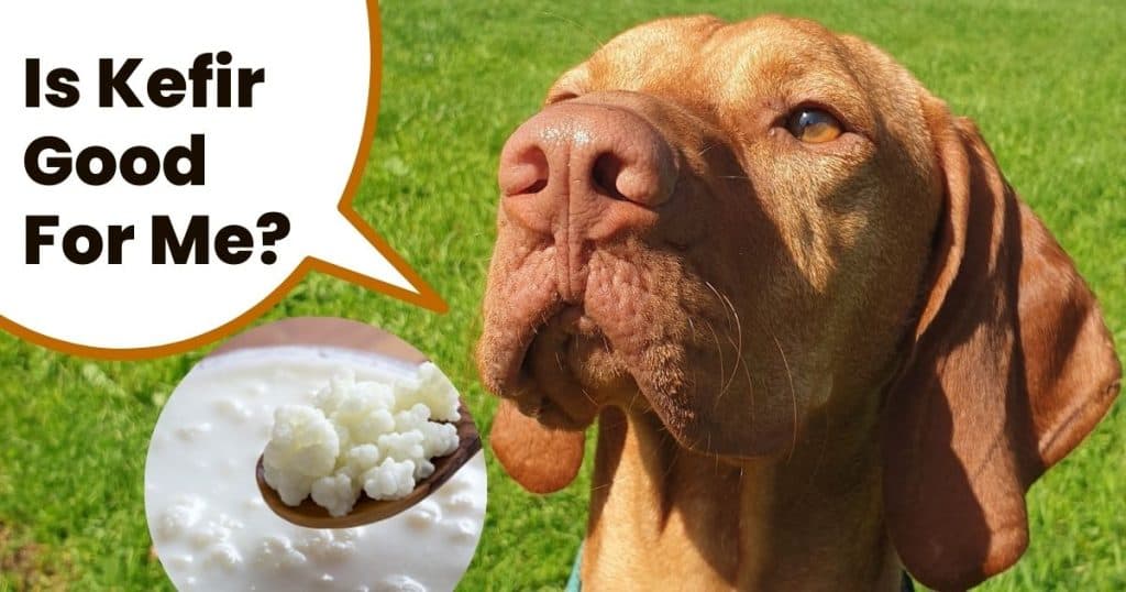 Can Dogs Eat Kefir? Discover The Benefits Of Kefir For Dogs It's A Vizsla