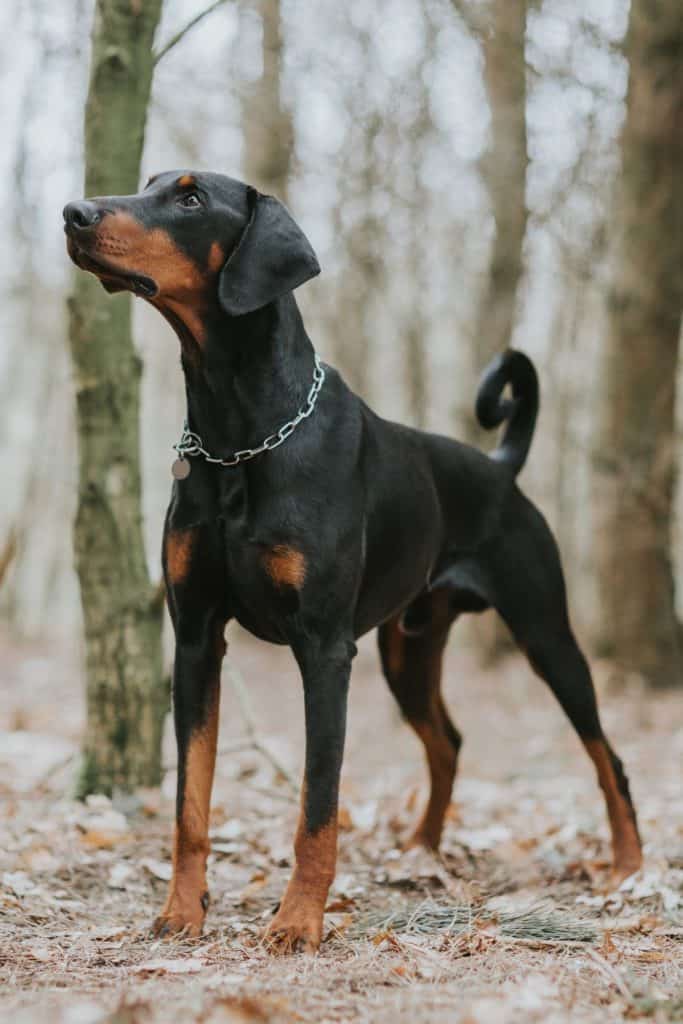 19 Dogs Similar To Vizsla Dogs [In Different Ways] It's A Vizsla