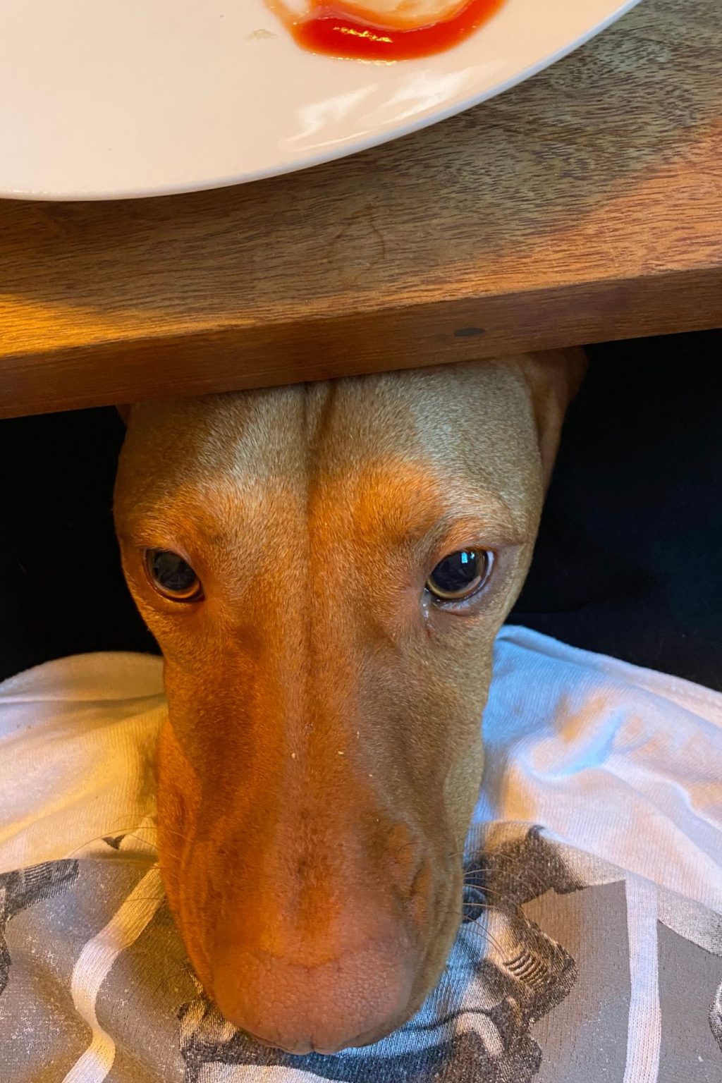 Hungarian Vizsla Pros And Cons Things To Know Before Owning It's A Vizsla