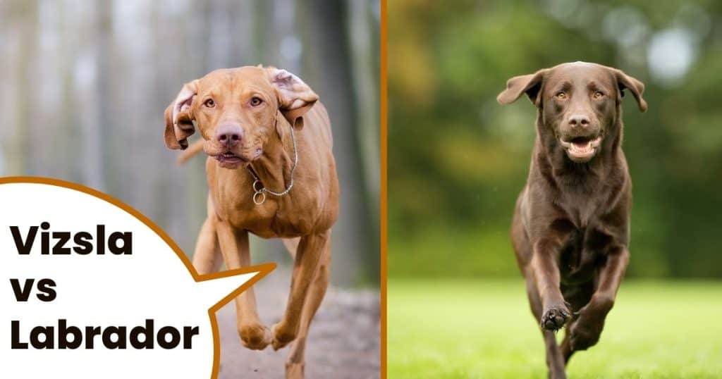 The Best Dog Food For Vizslas 2022 [For Young And Old] It's A Vizsla