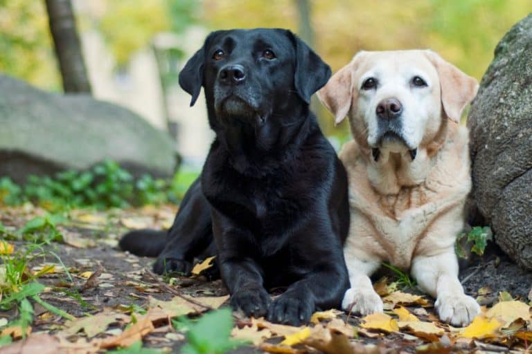 19 Dogs Similar To Vizsla Dogs [In Different Ways] | It's A Vizsla