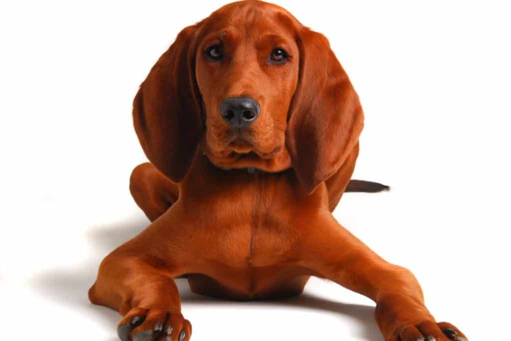 19 Dogs Similar To Vizsla Dogs [In Different Ways] It's A Vizsla