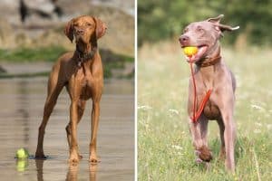 Curated visual reference: How To Reduce Weimaraner Shedding Naturally Fast Reference: Hungarian Vizsla Vs Weimaraner Breeds Compared