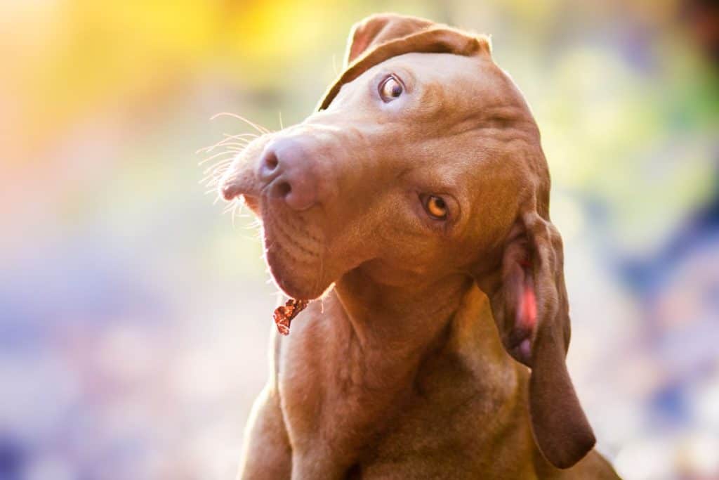 Hungarian Vizsla Pros And Cons Things To Know Before Owning It's A