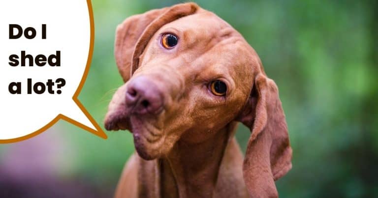 Photo inspiration: Picture Idea: The Complete Guide To Hungarian Vizsla Puppies