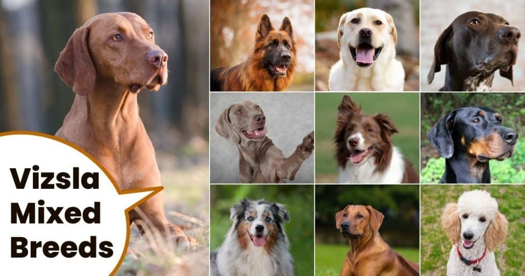 The Best Dog Food For Vizslas 2022 [For Young And Old] It's A Vizsla