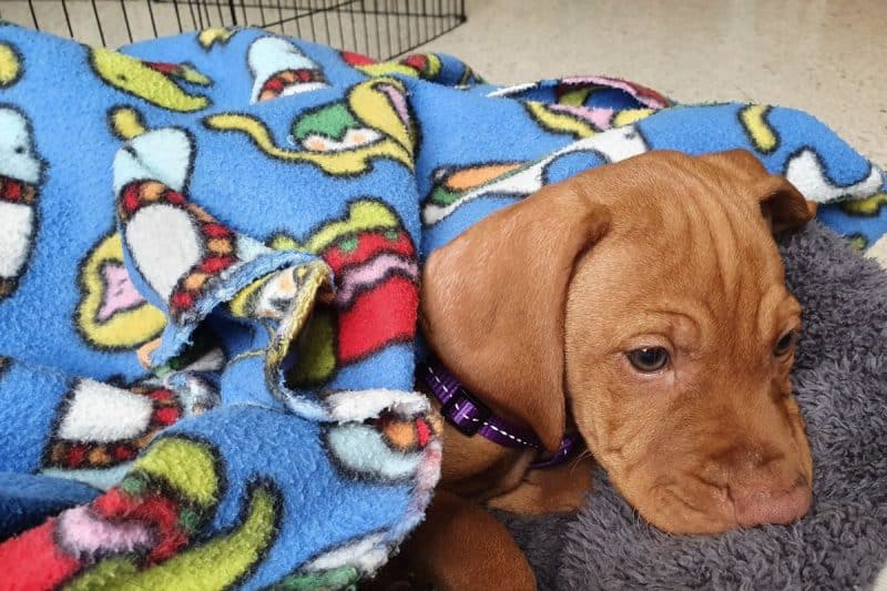 Bringing Home A Vizsla Puppy [Checklist] It's A Vizsla