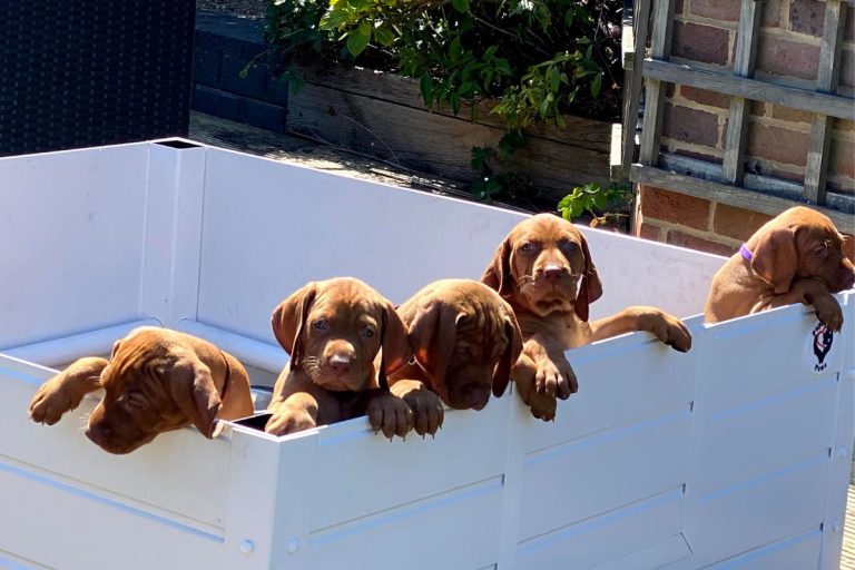 Bringing Home A Vizsla Puppy [Checklist] It's A Vizsla