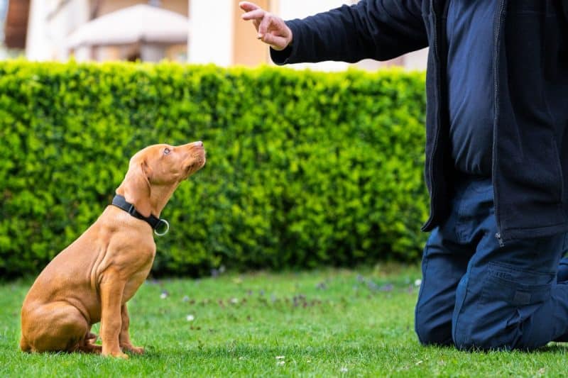 Bringing Home A Vizsla Puppy [Checklist] It's A Vizsla