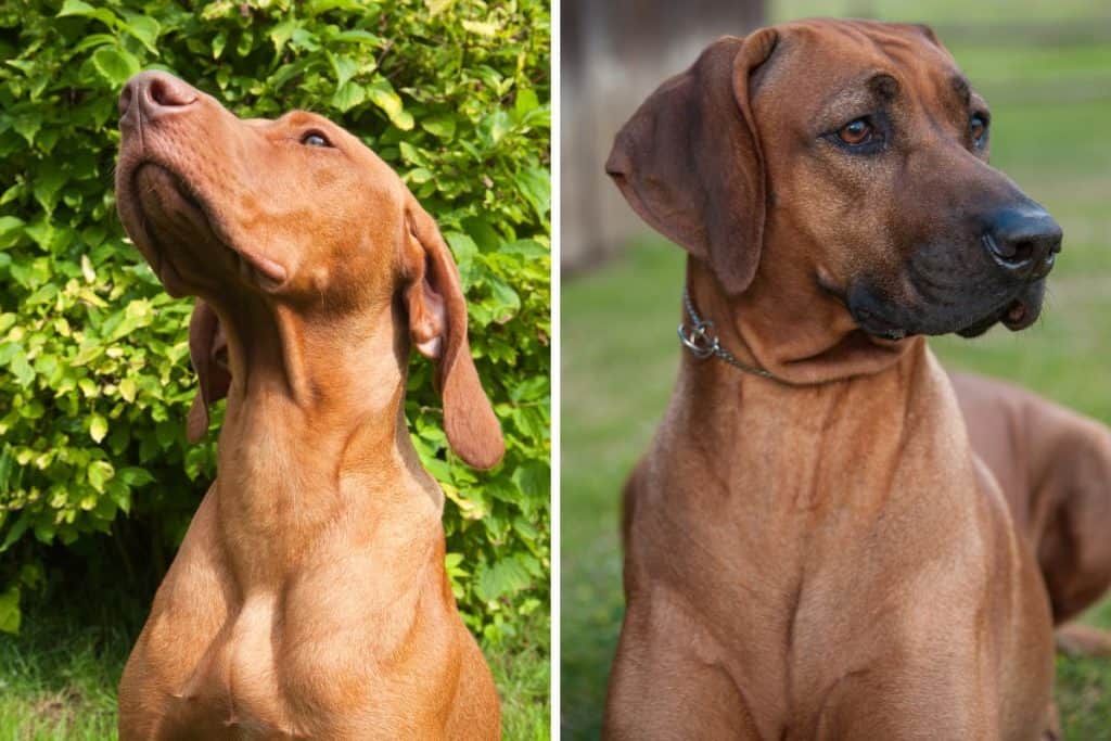Hungarian Vizsla vs Rhodesian Ridgeback It's A Vizsla