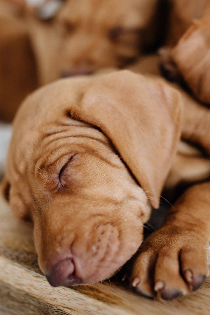 Vizsla Breeders in California [2023] It's A Vizsla