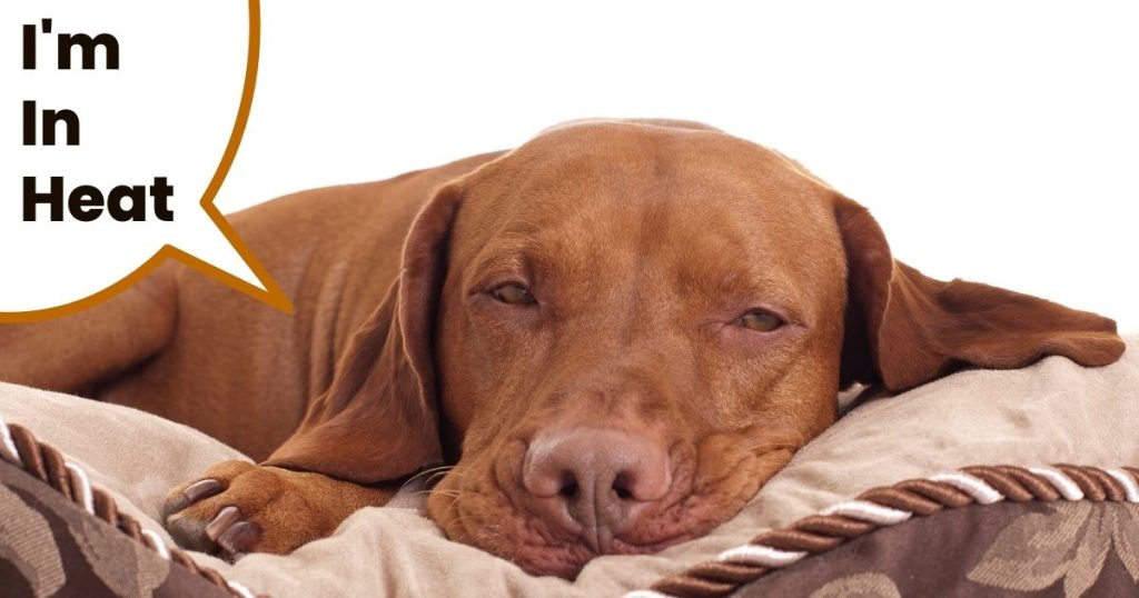 Hungarian Vizsla Ornaments You Need In Your Life It's A Vizsla