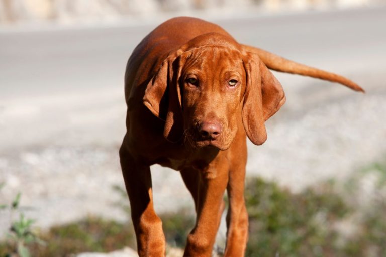 Vizsla Poodle Mix A Guide To The Vizsladoodle It's A Vizsla