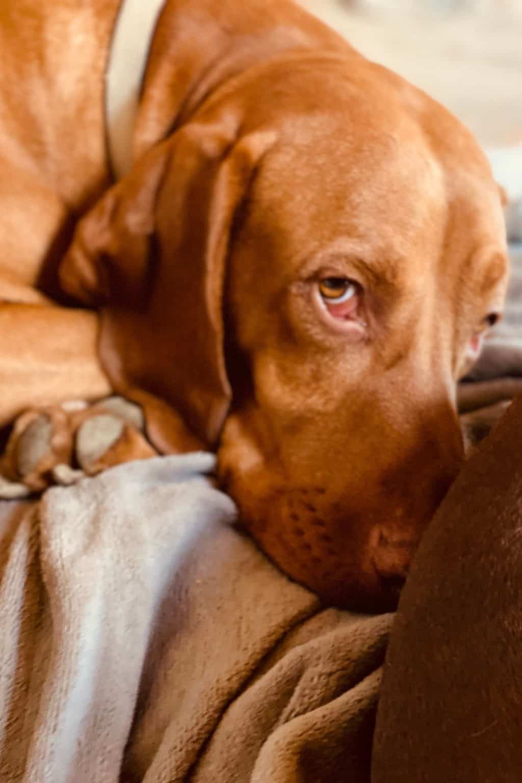 Guide To The Vizsla Heat Cycle [+ First Season Tips] It's A Vizsla