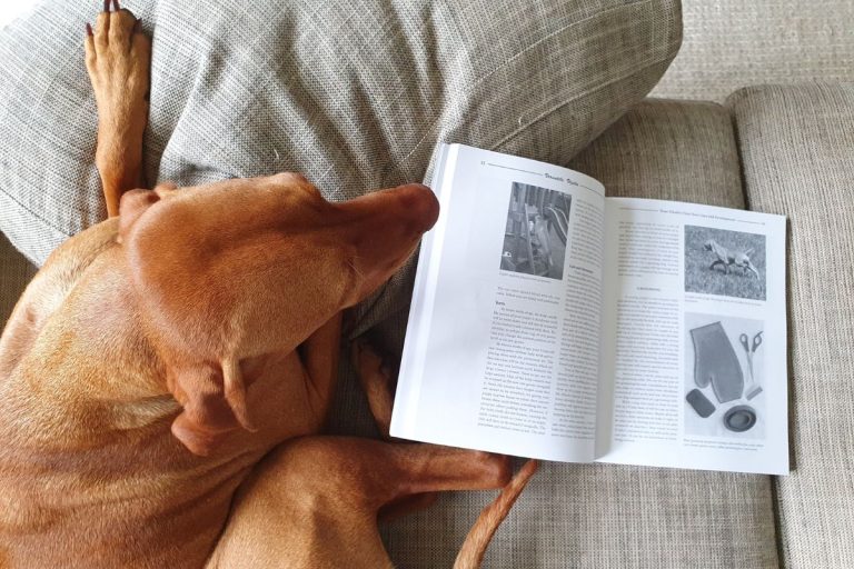 The Best Vizsla Books [For New & Experienced Owners] It's A Vizsla