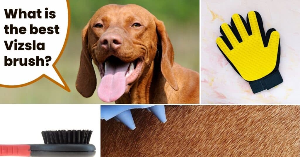 The Best Brush For Vizsla Dogs [2024 Reviews] It's A Vizsla