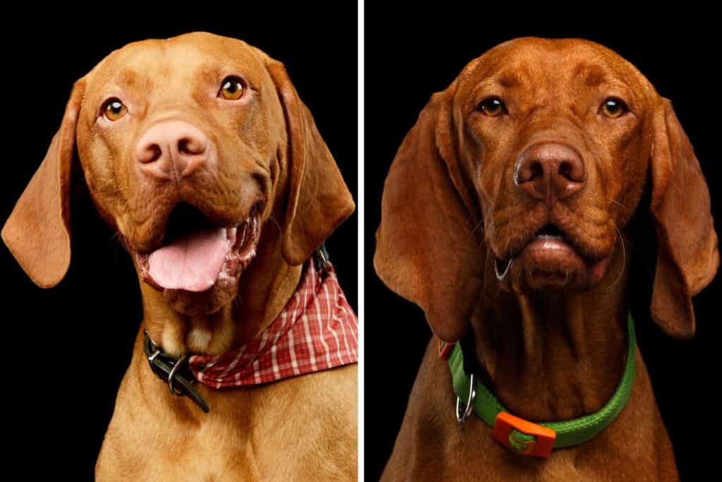 Hungarian Vizsla Colors A Guide To Standard Vizsla Coat Colors It's