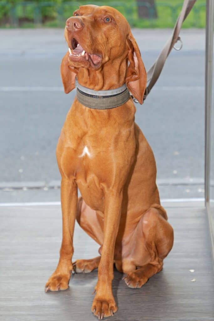 Hungarian Vizsla Colors A Guide To Standard Vizsla Coat Colors It's