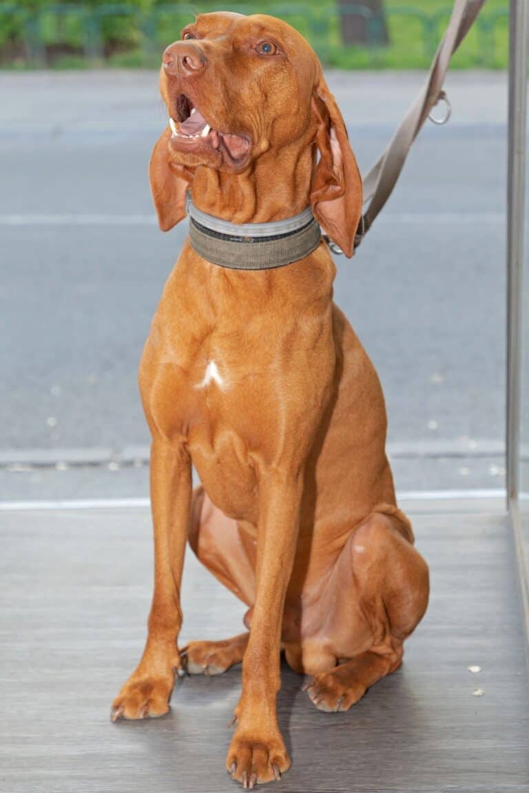 Hungarian Vizsla Colors A Guide To Standard Vizsla Coat Colors It's