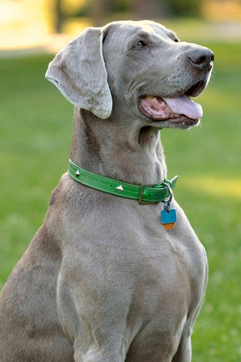 Hungarian Vizsla Colors A Guide To Standard Vizsla Coat Colors It's