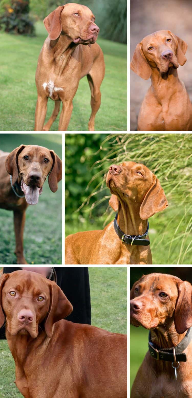 Hungarian Vizsla Colors A Guide To Standard Vizsla Coat Colors It's